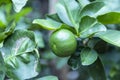 Green limes hanging on a tree in the garden. Lemon fruit with vitamin C high, the lemon juice is a popular water lime for drinking