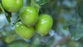 Green limes hanging on a tree in the garden. Lemon fruit with vitamin C high, the lemon juice is a popular water lime for drinking Royalty Free Stock Photo