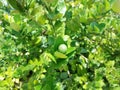 Green limes hanging on tree under the sunlight Royalty Free Stock Photo