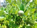 Green limes hanging on tree under the sunlight Royalty Free Stock Photo