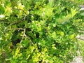 Green limes hanging on tree under the sunlight