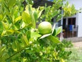 Green limes hanging on tree under the sunlight Royalty Free Stock Photo