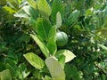 Green limes hanging on tree under the sunlight Royalty Free Stock Photo