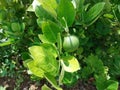 Green limes hanging on tree under the sunlight Royalty Free Stock Photo