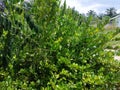 Green limes hanging on tree under the sunlight Royalty Free Stock Photo