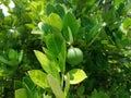 Green limes hanging on tree under the sunlight