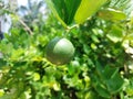 Green limes hanging on tree under the sunlight Royalty Free Stock Photo