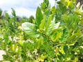 Green limes hanging on tree under the sunlight Royalty Free Stock Photo