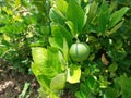 Green limes hanging on tree under the sunlight Royalty Free Stock Photo