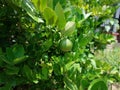 Green limes hanging on tree under the sunlight Royalty Free Stock Photo