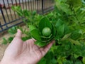 Green limes hanging on tree under the sunlight Royalty Free Stock Photo