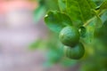 Green limes lemon hanging on the lime tree branch Royalty Free Stock Photo