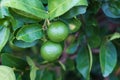 Green limes lemon hanging on the lime tree branch Royalty Free Stock Photo