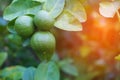 Green limes lemon hanging on the lime tree branch Royalty Free Stock Photo