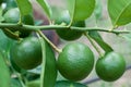 Green limes lemon hanging on the lime tree branch Royalty Free Stock Photo