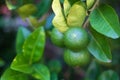 Green limes lemon hanging on the lime tree branch Royalty Free Stock Photo
