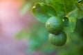 Green limes lemon hanging on the lime tree branch Royalty Free Stock Photo