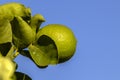 Green limes on a tree on a family farm in Brazil Royalty Free Stock Photo