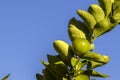 Green limes on a tree on a family farm in Brazil Royalty Free Stock Photo