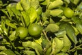 Green limes on a tree on a family farm in Brazil Royalty Free Stock Photo