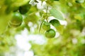 Green limes on a tree - Fresh lime citrus fruit in the garden farm agricultural with nature green blur background Royalty Free Stock Photo