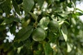 Green limes on a tree. Fresh lime citrus fruit high vitamin C in the garden farm agricultural with nature green blur Royalty Free Stock Photo