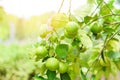 Green limes on a tree - Fresh lime citrus fruit high vitamin C in the garden farm agricultural with nature green blur background Royalty Free Stock Photo