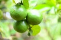Green limes on a tree, Fresh lime citrus fruit high vitamin C in the garden farm agricultural with nature green blur background at Royalty Free Stock Photo