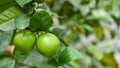 Green Limes On A Tree, Fresh Lime Citrus Fruit High Vitamin C In The Garden Farm Agricultural With Nature Green Blur Background At