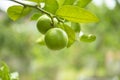 Green Limes On A Tree - Fresh Lime Citrus Fruit High Vitamin C In The Garden Farm Agricultural With Nature Green Blurbackground At