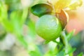 Green Limes On A Tree - Fresh Lime Citrus Fruit High Vitamin C In The Garden Farm Agricultural With Nature Green Blur Background