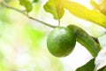 Green limes on a tree, Fresh lime citrus fruit high vitamin C in the garden farm agricultural with nature green blur background at Royalty Free Stock Photo