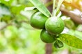 Green limes on a tree, Fresh lime citrus fruit high vitamin C in the garden farm agricultural with nature green blur background at Royalty Free Stock Photo