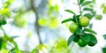 Green limes tree in the garden with daylight Royalty Free Stock Photo