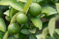 Green limes tree in the garden.Green Limes are excellent source of vitamin C.Green organic lime citrus fruit hanging on tree.Close Royalty Free Stock Photo