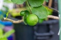 Green Limes On A Tree. Lime Green Tree Hanging From The Branch. Lime Ready For Harvest Fresh On Tree.