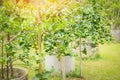 Green Limes On A Tree Planting In The Cement Pipe - Fresh Lime Citrus Fruit High Vitamin C In The Garden Farm Agricultural With