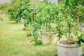 Green Limes On A Tree Planting In The Cement Pipe - Fresh Lime Citrus Fruit High Vitamin C In The Garden Farm Agricultural With