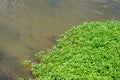 Green Limnophila aromatica in the river Royalty Free Stock Photo