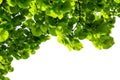 Green linden branch leaves isolated on white background. Nature background. Organic concept Royalty Free Stock Photo