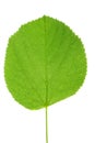 Green linden leaf