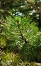 Green line barbed fragrant pine