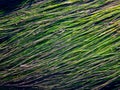 Green lines of seagrass on black background