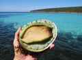 Green lip abalone with sea in the backgrouund