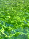 Green liquid Royalty Free Stock Photo