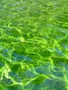 Green liquid