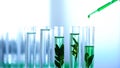 Green liquid poured in laboratory tubes with plants, genetic breeding, cosmetics