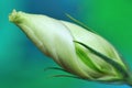 Green lisianthus flower bud Royalty Free Stock Photo