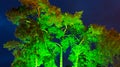 Green lit tree at twilight Royalty Free Stock Photo