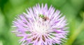 Green Little Bee on a Purple Flower on the Countryside Royalty Free Stock Photo